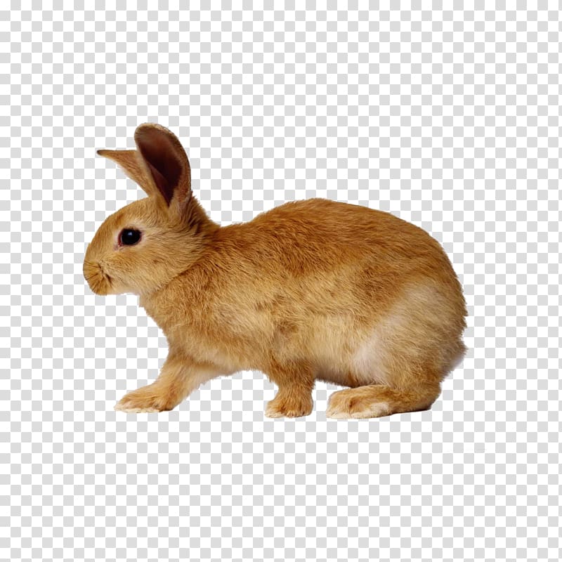 European rabbit Cottontail rabbit Dwarf rabbit, Brown Bunny transparent background PNG clipart