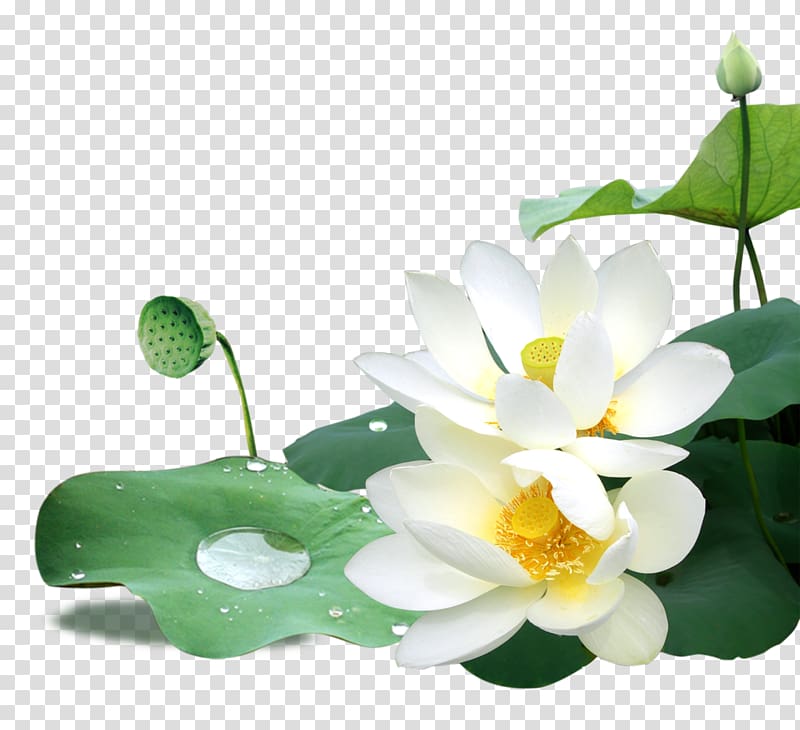 white lotus flowers illustration, , Lotus transparent background PNG clipart