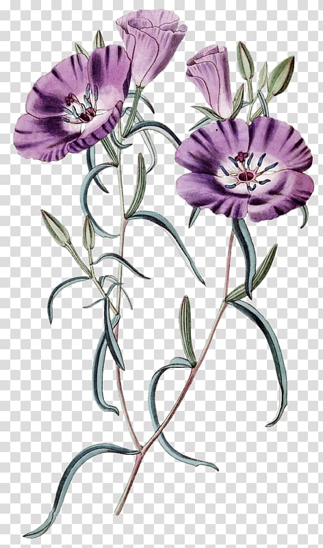 Cut flowers Floral design Gardening Plant Pest Control, others transparent background PNG clipart