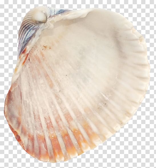 Cockle Seashell Tellinidae Conchology Veneroida, seashell transparent background PNG clipart