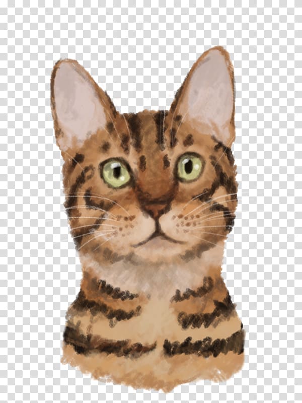 Bengal cat California spangled American Shorthair Toyger American Wirehair, hindusthan jenda transparent background PNG clipart