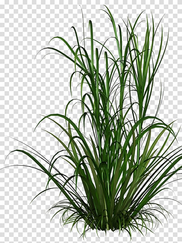 Ornamental grass Grasses Lawn Ornamental plant, plant transparent background PNG clipart