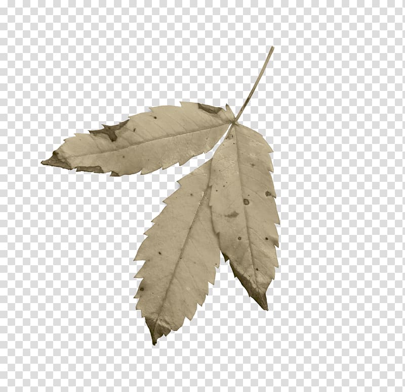 Leaf transparent background PNG clipart