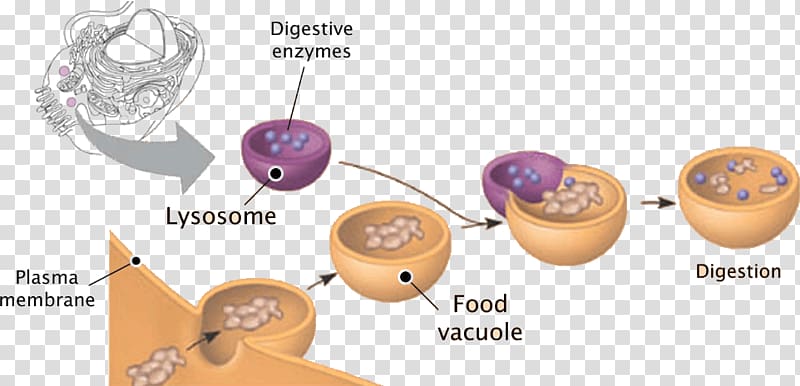 Lysosome Plant cell Peroxisome Vesicle, others transparent background PNG clipart