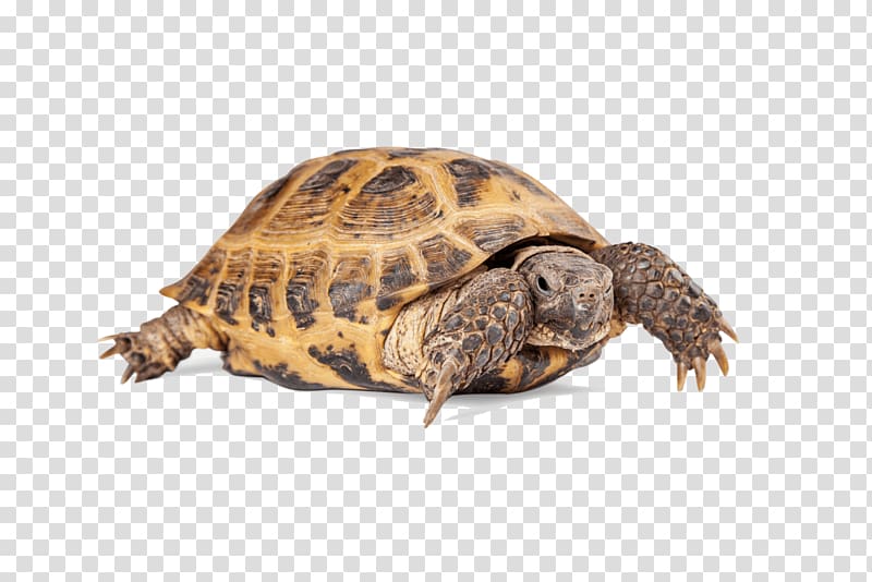 Japanese Bobtail Turtle African spurred tortoise Reptile Dog, bearded dragon transparent background PNG clipart