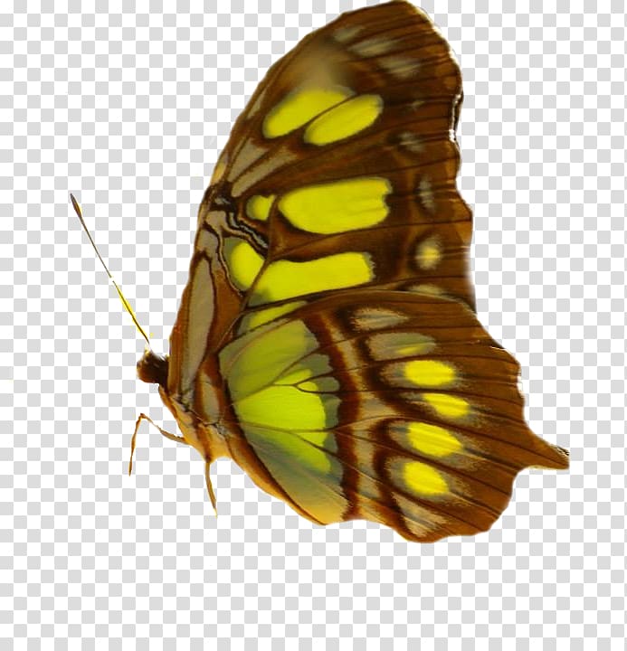 Monarch butterfly Insect Pollinator Nymphalidae, I transparent background PNG clipart