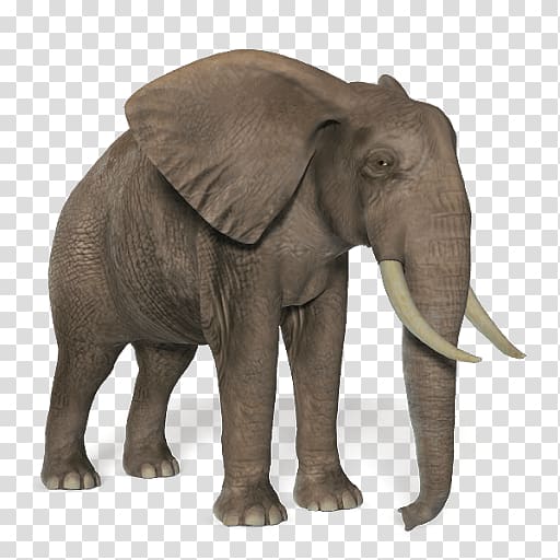 African bush elephant , elephant transparent background PNG clipart