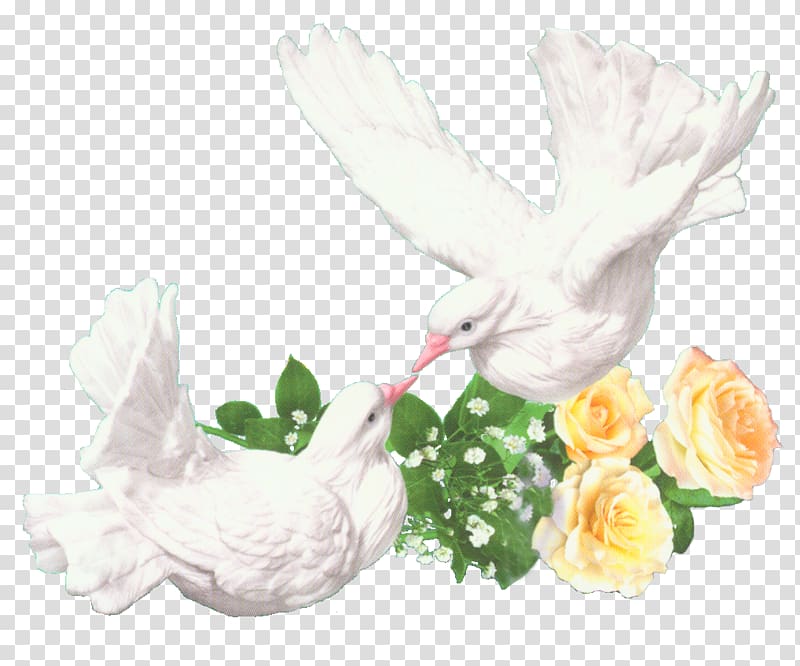 Rock dove Bird Wedding Homing pigeon , Free Psd Wedding Dress transparent background PNG clipart