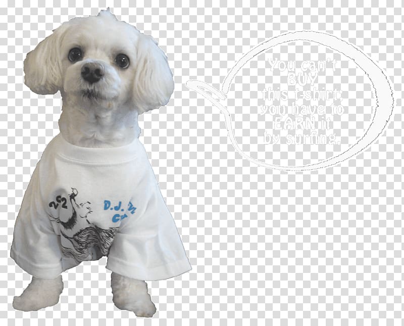 Dog breed Maltese dog Puppy love Companion dog, puppy transparent background PNG clipart