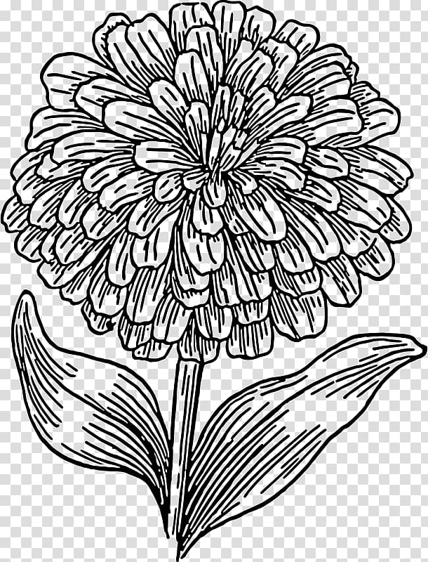 Zinnia elegans Drawing Black and white , sunflower leaf transparent background PNG clipart