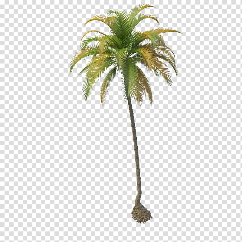 green palm tree, Coconut Tree, Coconut Tree File transparent background PNG clipart