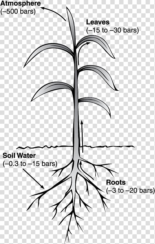 Water potential Pressure Xylem, water transparent background PNG clipart