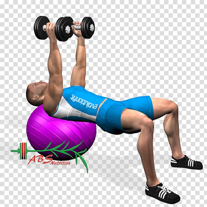 Weight training Triceps brachii muscle Dumbbell Dip Bench press, dumbbell transparent background PNG clipart