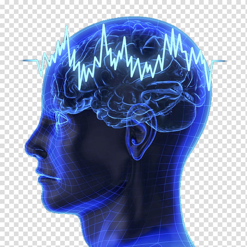 Neural oscillation Brain fingerprinting Brainwave entrainment P300, Human brain model transparent background PNG clipart