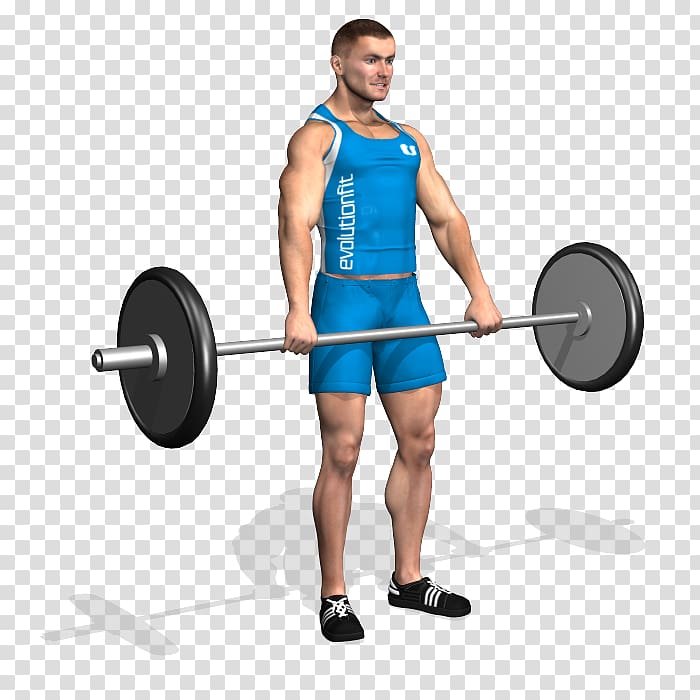 Barbell Weight training Physical exercise Muscle Bodybuilding, barbell transparent background PNG clipart