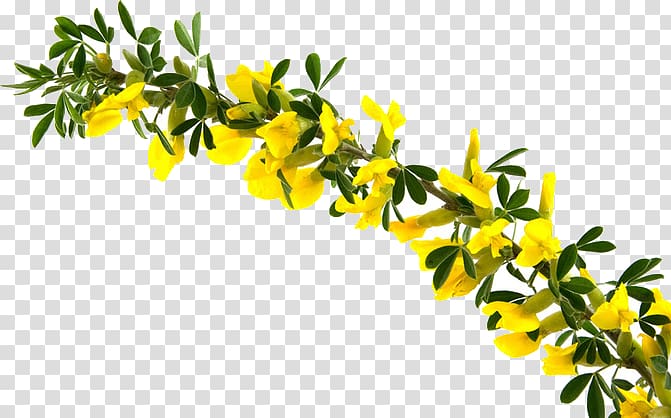 Branch Forsythia suspensa, others transparent background PNG clipart