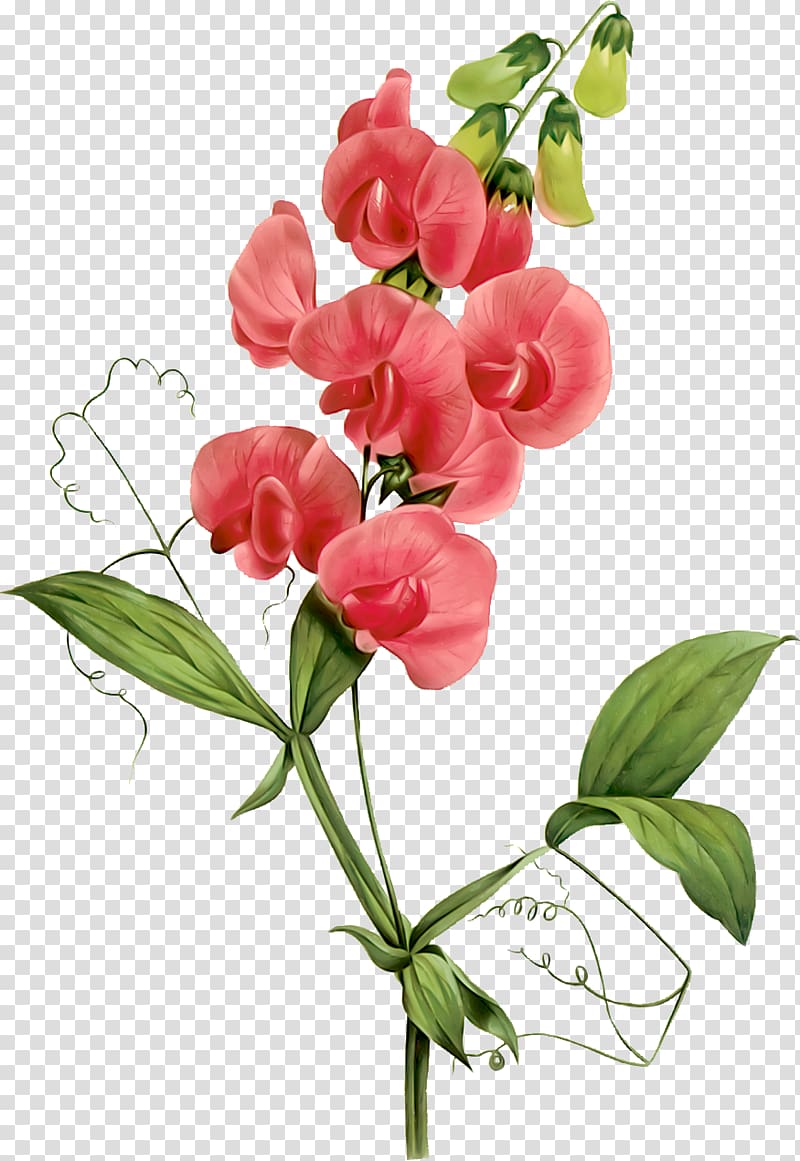 Red flowers illustration, Sweet pea , vintage transparent background