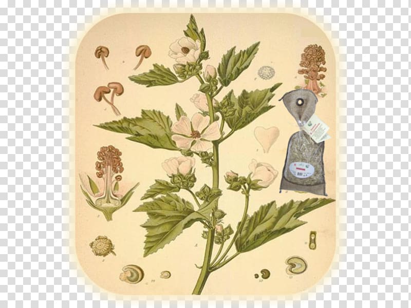 Köhler\'s Medicinal Plants Marsh mallow Herbalism, plant transparent background PNG clipart