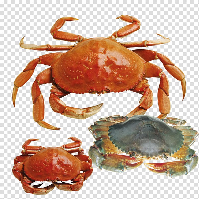 Crab , crab transparent background PNG clipart
