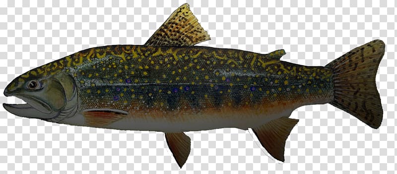 Salmon Sardine Cutthroat trout Cod, Golden Trout transparent background PNG clipart