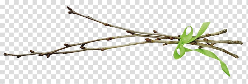 Tree Branch Leaf Willow , tree transparent background PNG clipart