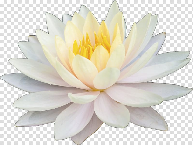 Nelumbonaceae Aquatic Plants Artificial flower Petal Nelumbo nucifera, white lotus transparent background PNG clipart