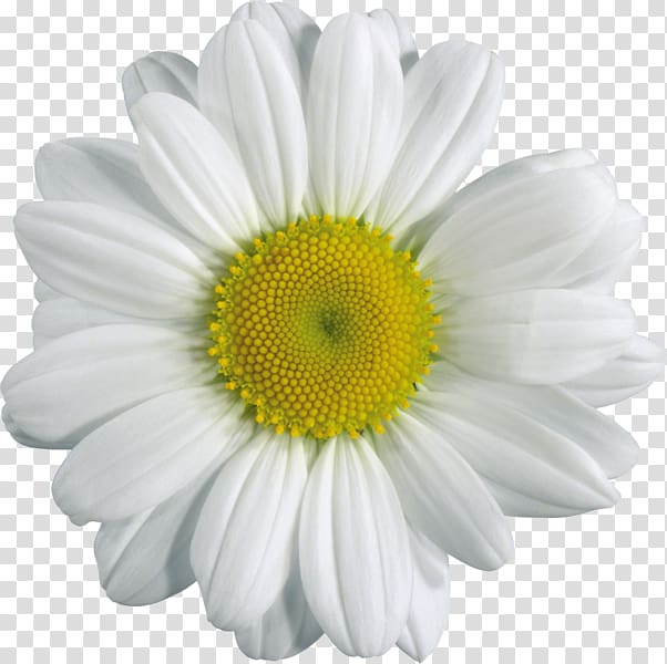 Chamomile , chamomile transparent background PNG clipart