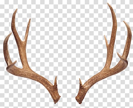 lifelike antlers transparent background PNG clipart