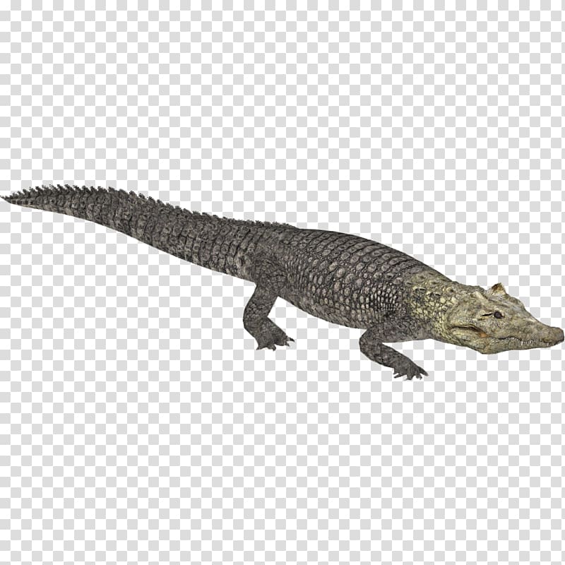Zoo Tycoon 2 Crocodiles Nile crocodile Alligator, crocodile transparent background PNG clipart