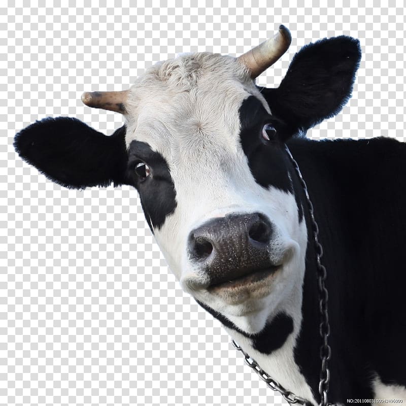 white and black cow, Holstein Friesian cattle Cow Sheep Goat Android, Milk cows transparent background PNG clipart