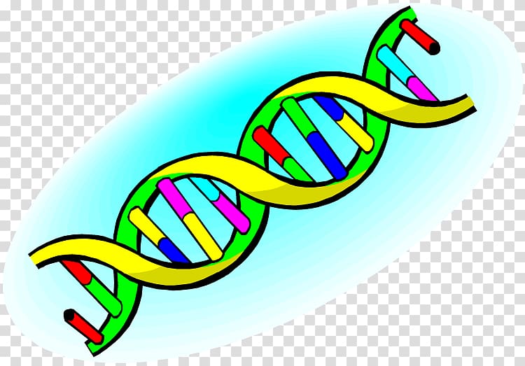 Nucleic acid double helix DNA Nucleic acid structure , others transparent background PNG clipart
