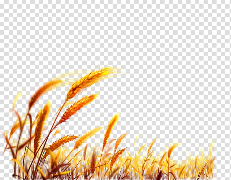 wheat grass , Wheat Desktop Harvest, Chinese wheat transparent background PNG clipart