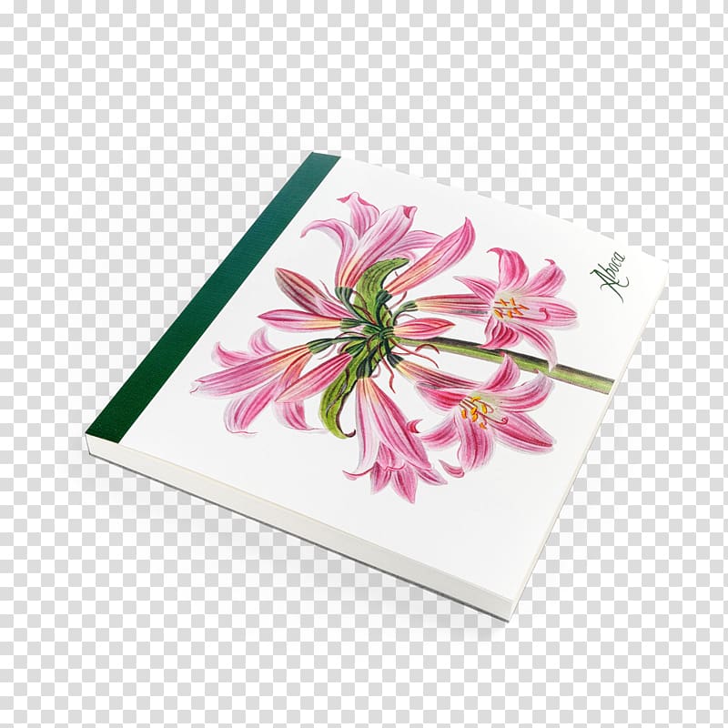 Aboca Museum Jersey lily Lilium Flower Petal, flower transparent background PNG clipart