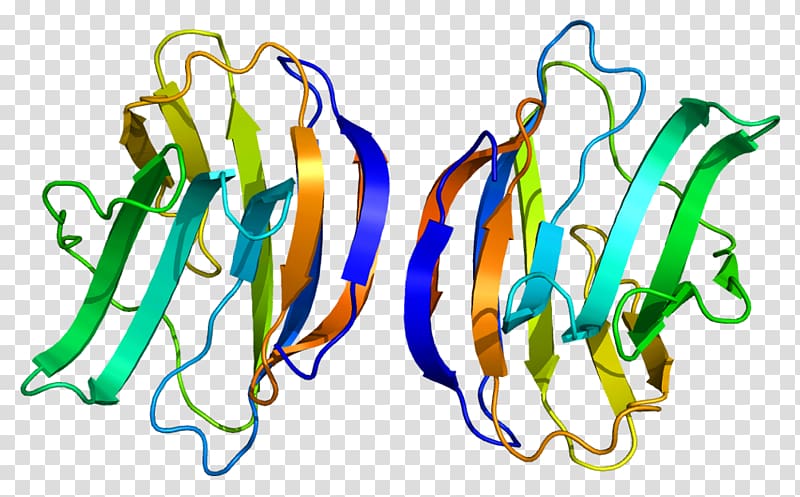 Galectin-1 Gene Protein Cancer, Fava Beans transparent background PNG clipart