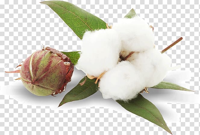 Cottonseed Plant Sea Island cotton, plant transparent background PNG clipart