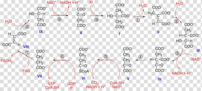 Citric acid cycle alpha-Ketoglutaric acid Isocitric acid Isocitrate dehydrogenase Nicotinamide adenine dinucleotide, others transparent background PNG clipart