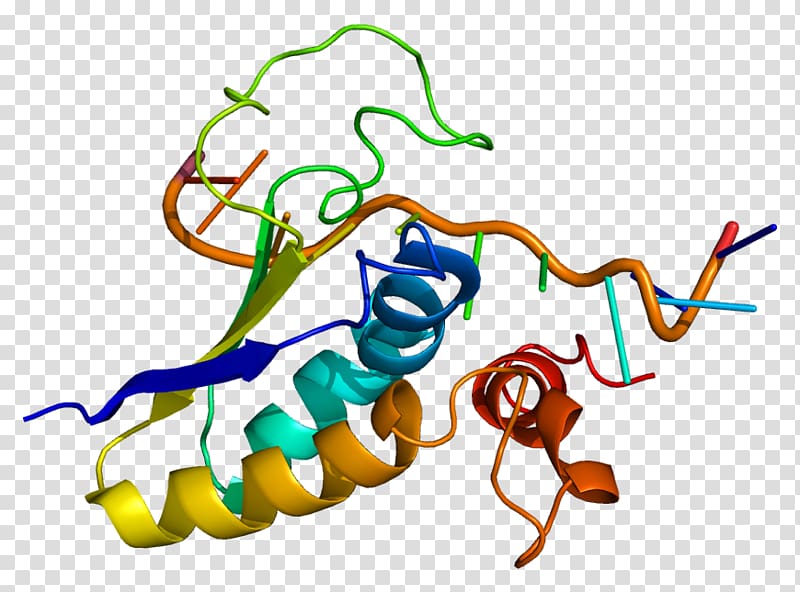SF1 Steroidogenic factor 1 Protein Gene FOXP2, others transparent background PNG clipart