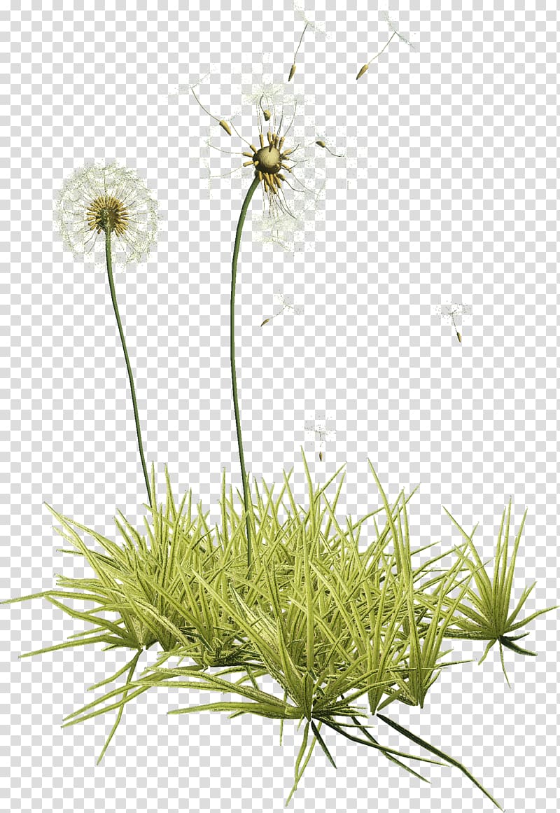 Common Dandelion Herbaceous plant , plant transparent background PNG clipart