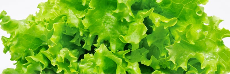 Iceberg lettuce Wild lettuce Hamburger Chicken salad Vegetable, lettuce transparent background PNG clipart