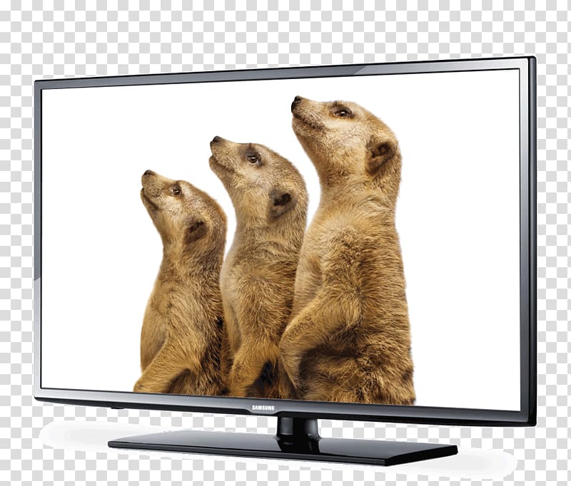 LG Dare Television set Carnivora Telus, meerkat transparent background PNG clipart