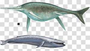 Tucuxi Short-beaked common dolphin Common bottlenose dolphin Ichthyosaur Rough-toothed dolphin, megalodon vs mosasaurus transparent background PNG clipart thumbnail