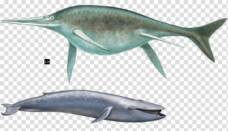 Tucuxi Short-beaked common dolphin Common bottlenose dolphin Ichthyosaur Rough-toothed dolphin, megalodon vs mosasaurus transparent background PNG clipart