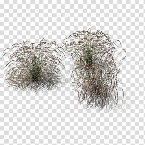 Pine family, stipa transparent background PNG clipart