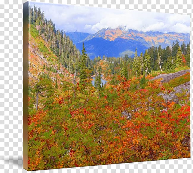 Mount Scenery Temperate broadleaf and mixed forest National park Vegetation Wilderness, painting transparent background PNG clipart