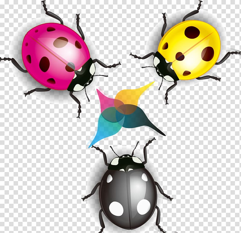 Ladybird Cartoon Coccinella septempunctata Illustration, Colorful ladybug transparent background PNG clipart