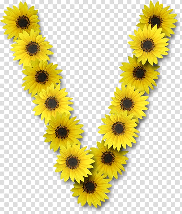 Common sunflower Letter V Alphabet, flower transparent background PNG clipart