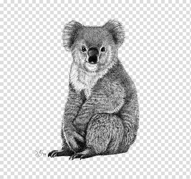 Koby El Koala/Koby the Koala Bear Drawing, koala transparent background PNG clipart