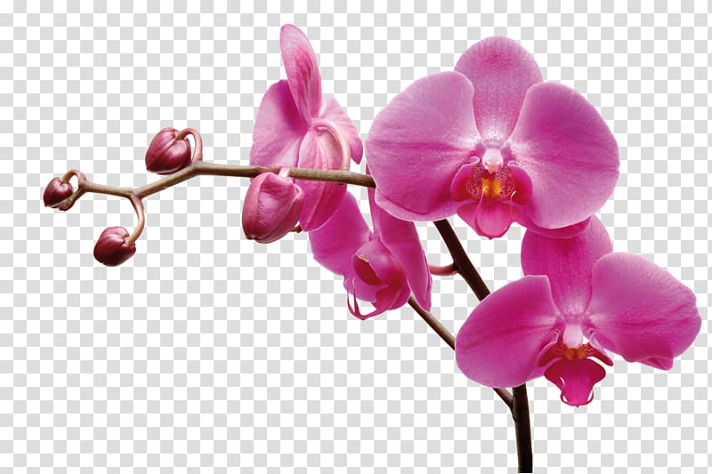 Les orchidées : \'Phalaenopsis\' Moth orchids Garden roses Flower Plants, flower transparent background PNG clipart