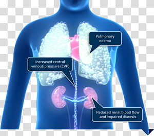 pulmonary veins clipart