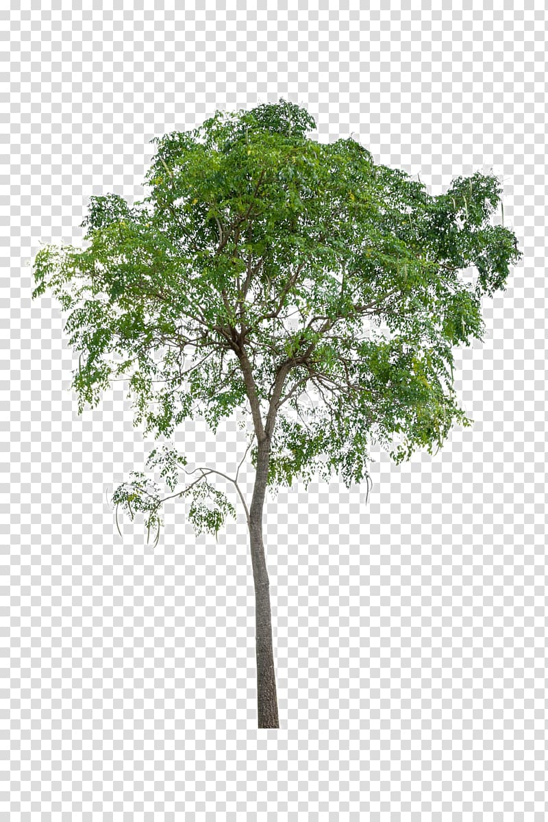 green tree, Tree Icon, Lush trees transparent background PNG clipart